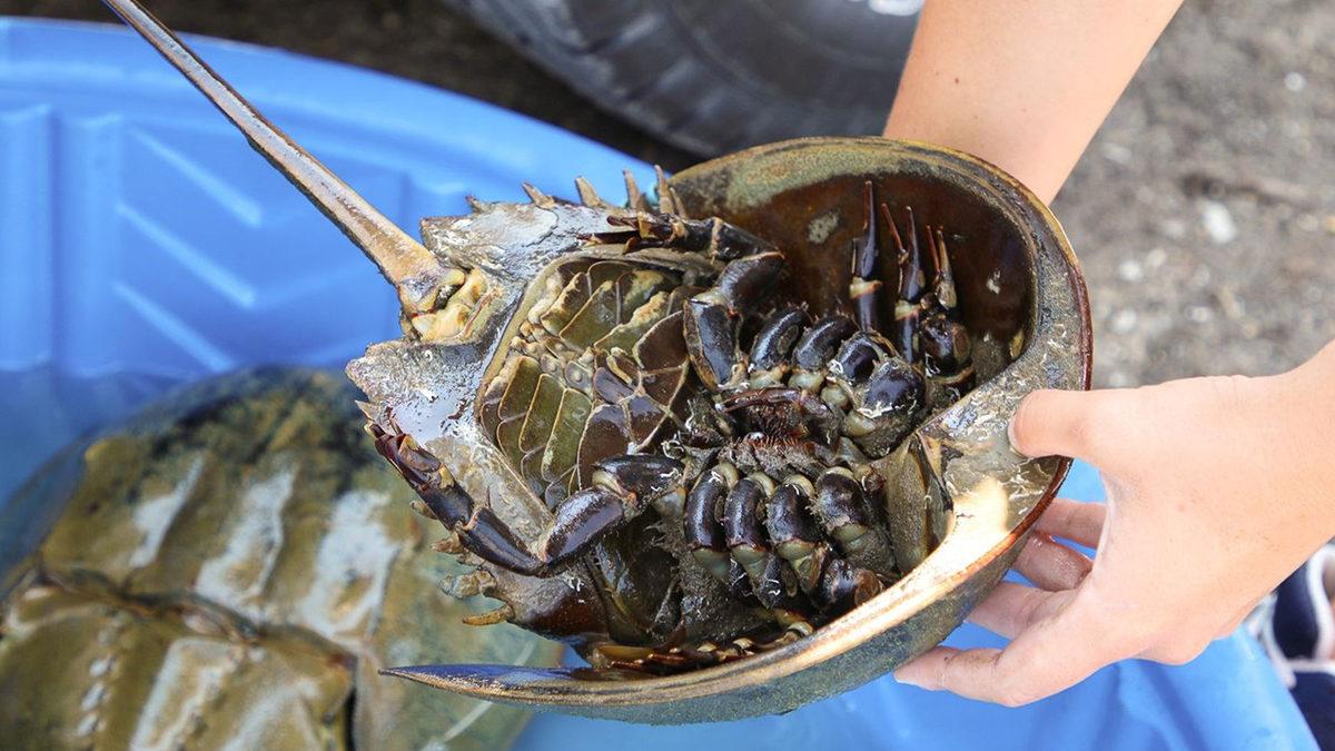 Onlar Olmasaydı Vay Hâlimize: Dinozorlardan Bile Eski Olan At Nalı Yengeçleri Hakkında Bilmeniz Gereken 9 Şey