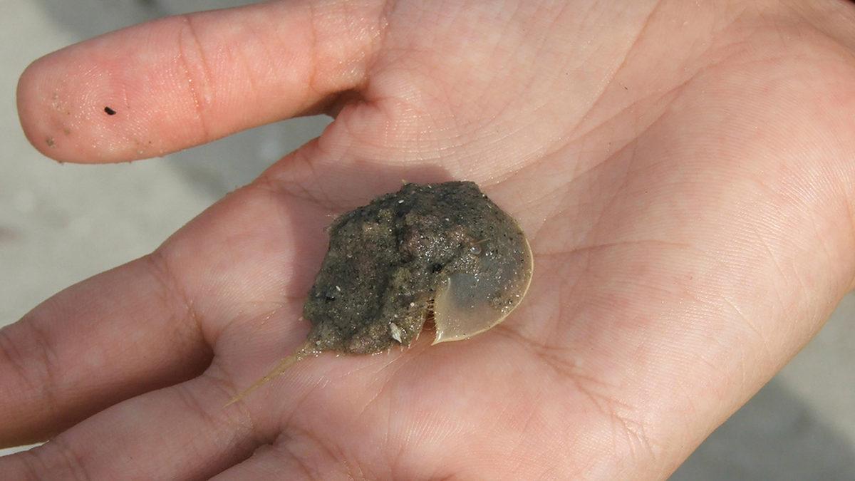 Onlar Olmasaydı Vay Hâlimize: Dinozorlardan Bile Eski Olan At Nalı Yengeçleri Hakkında Bilmeniz Gereken 9 Şey