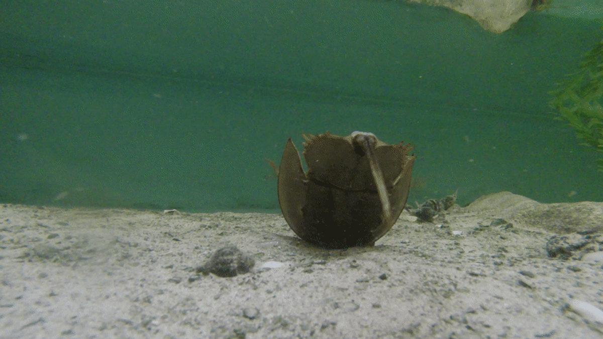 Onlar Olmasaydı Vay Hâlimize: Dinozorlardan Bile Eski Olan At Nalı Yengeçleri Hakkında Bilmeniz Gereken 9 Şey