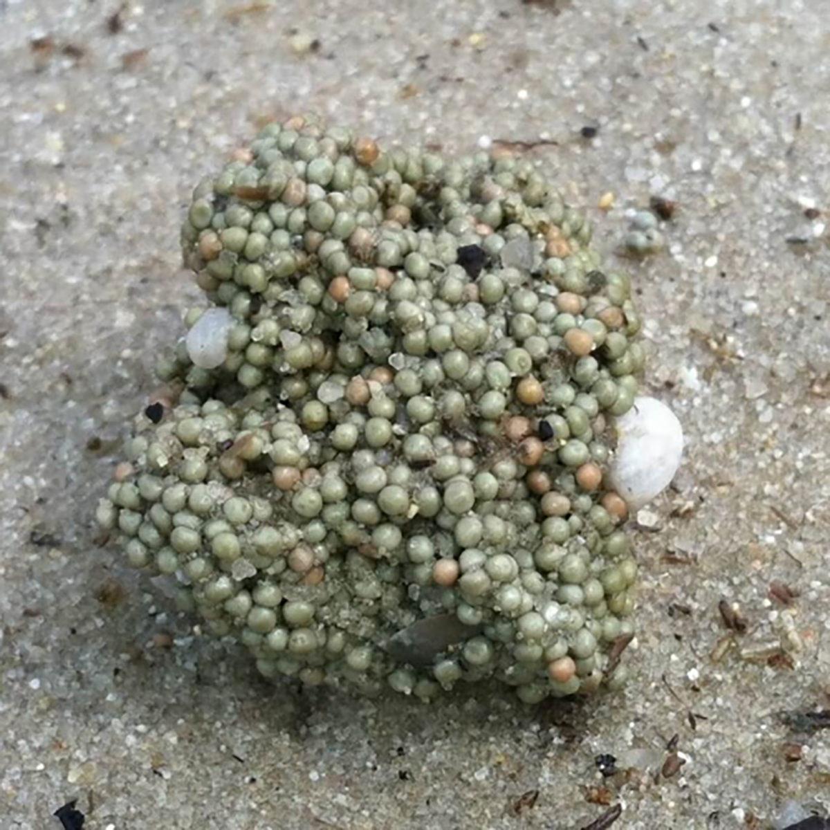 Onlar Olmasaydı Vay Hâlimize: Dinozorlardan Bile Eski Olan At Nalı Yengeçleri Hakkında Bilmeniz Gereken 9 Şey