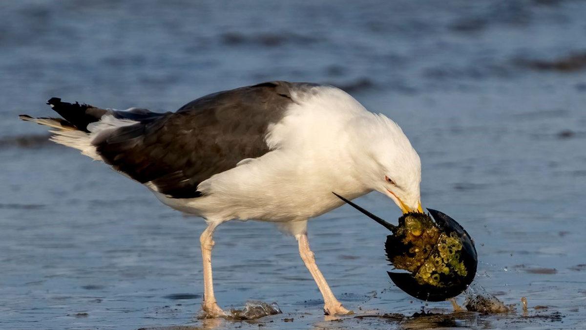 Onlar Olmasaydı Vay Hâlimize: Dinozorlardan Bile Eski Olan At Nalı Yengeçleri Hakkında Bilmeniz Gereken 9 Şey