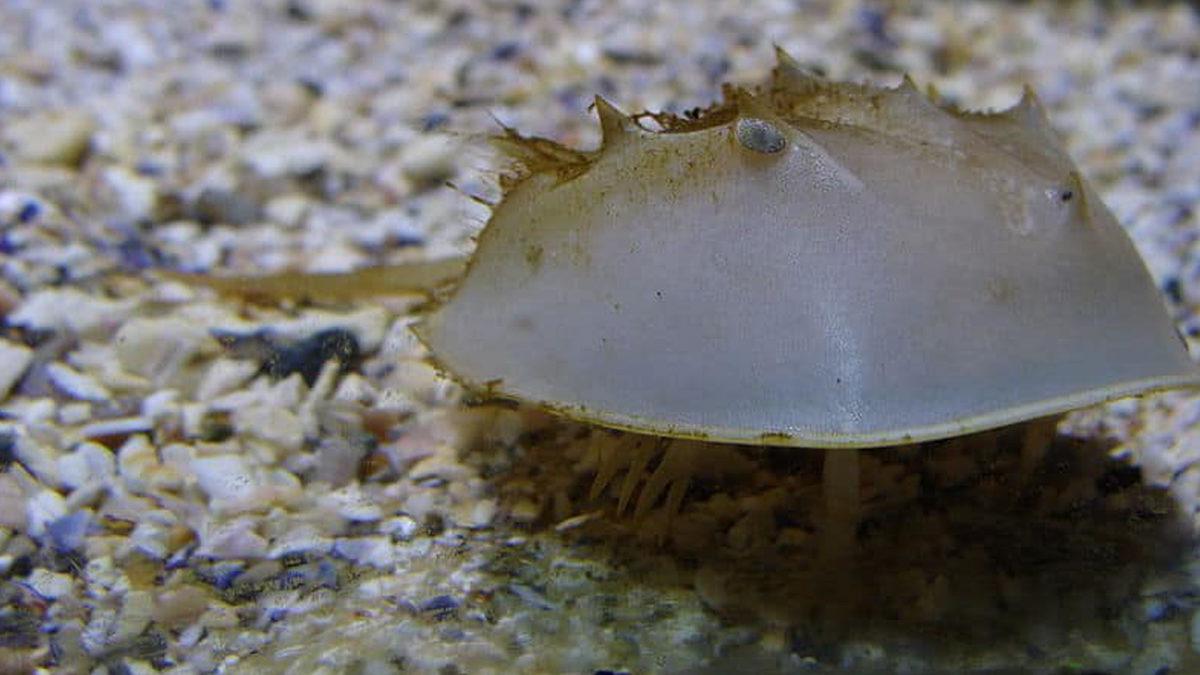 Onlar Olmasaydı Vay Hâlimize: Dinozorlardan Bile Eski Olan At Nalı Yengeçleri Hakkında Bilmeniz Gereken 9 Şey