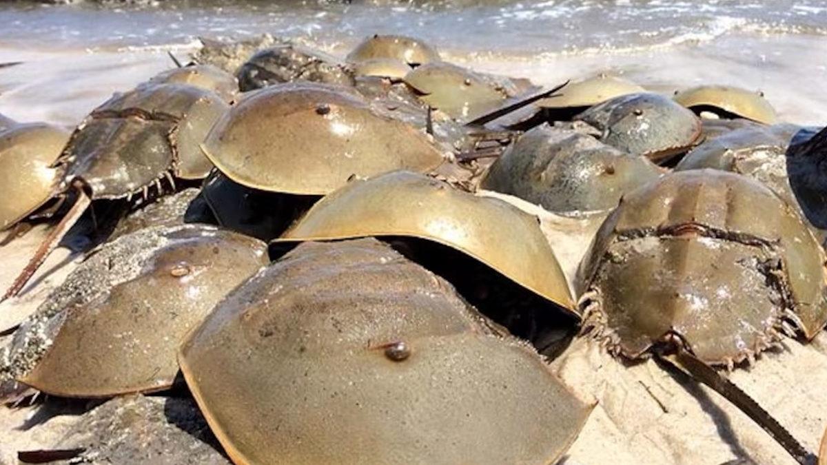 Onlar Olmasaydı Vay Hâlimize: Dinozorlardan Bile Eski Olan At Nalı Yengeçleri Hakkında Bilmeniz Gereken 9 Şey