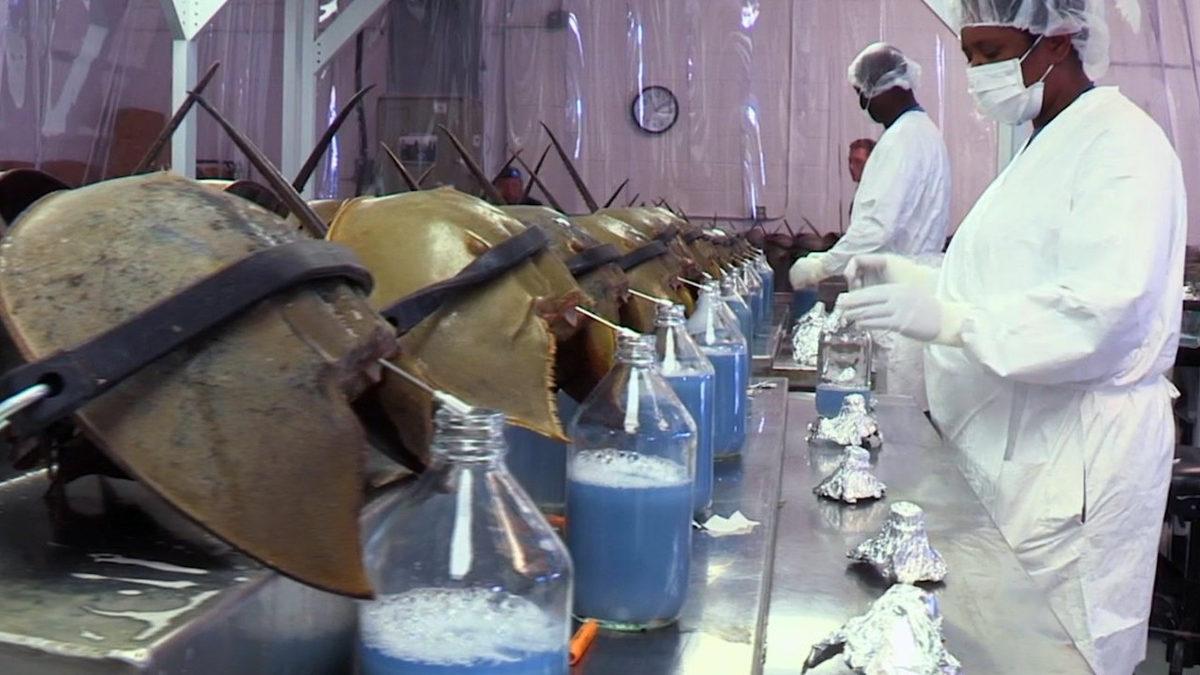 Onlar Olmasaydı Vay Hâlimize: Dinozorlardan Bile Eski Olan At Nalı Yengeçleri Hakkında Bilmeniz Gereken 9 Şey