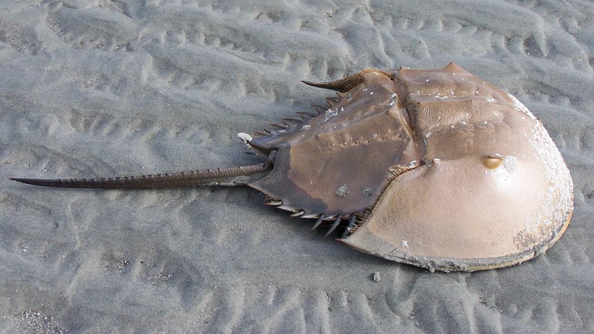 Onlar Olmasaydı Vay Hâlimize: Dinozorlardan Bile Eski Olan At Nalı Yengeçleri Hakkında Bilmeniz Gereken 9 Şey