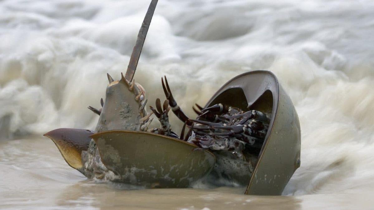 Onlar Olmasaydı Vay Hâlimize: Dinozorlardan Bile Eski Olan At Nalı Yengeçleri Hakkında Bilmeniz Gereken 9 Şey