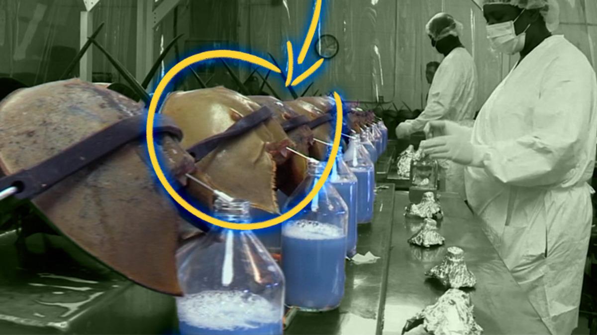 Onlar Olmasaydı Vay Hâlimize: Dinozorlardan Bile Eski Olan At Nalı Yengeçleri Hakkında Bilmeniz Gereken 9 Şey