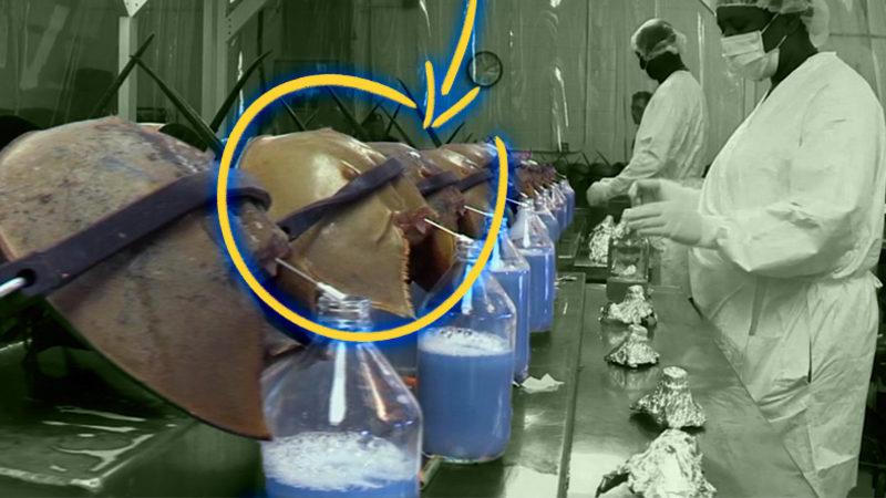 Onlar Olmasaydı Vay Hâlimize: Dinozorlardan Bile Eski Olan At Nalı Yengeçleri Hakkında Bilmeniz Gereken 9 Şey