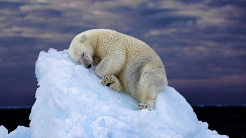 Tarihte İlk Kez Bir Kutup Ayısı Kuş Gribinden Öldü