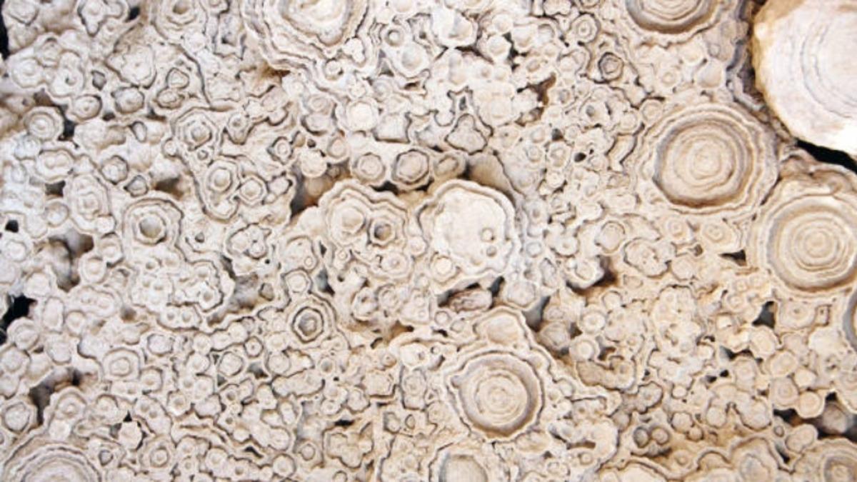 Bugüne Kadar Keşfedilmiş En Eski Fotosentez Fosili Bulundu