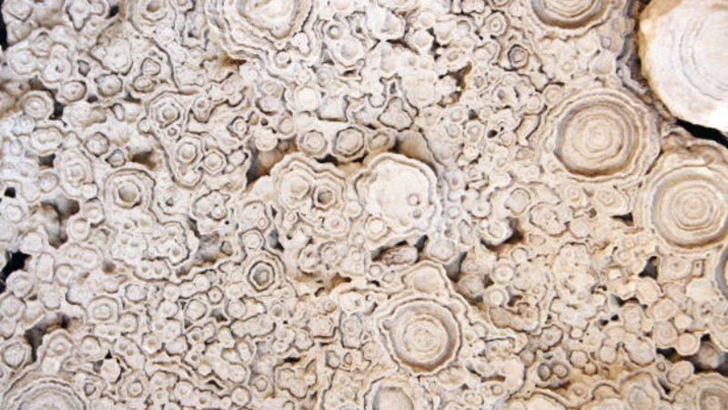 Bugüne Kadar Keşfedilmiş En Eski Fotosentez Fosili Bulundu