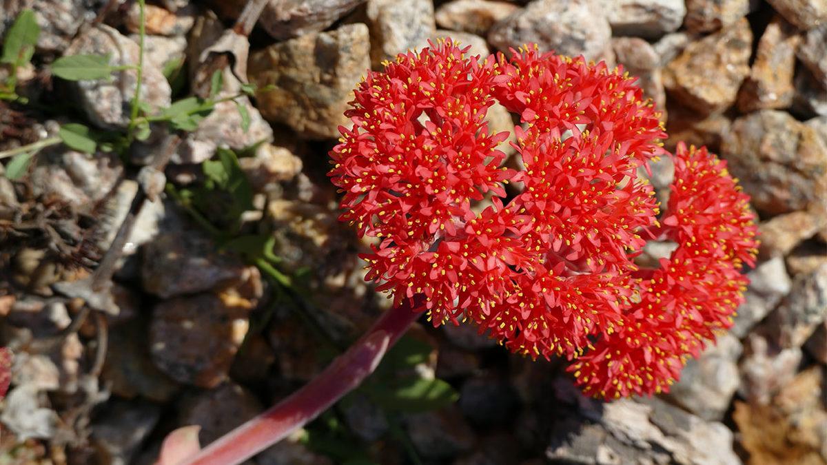 2023’te Nesli Tükenmek Üzereyken Koruma Altına Alıp Çoğaltabildiğimiz Canlı Türleri