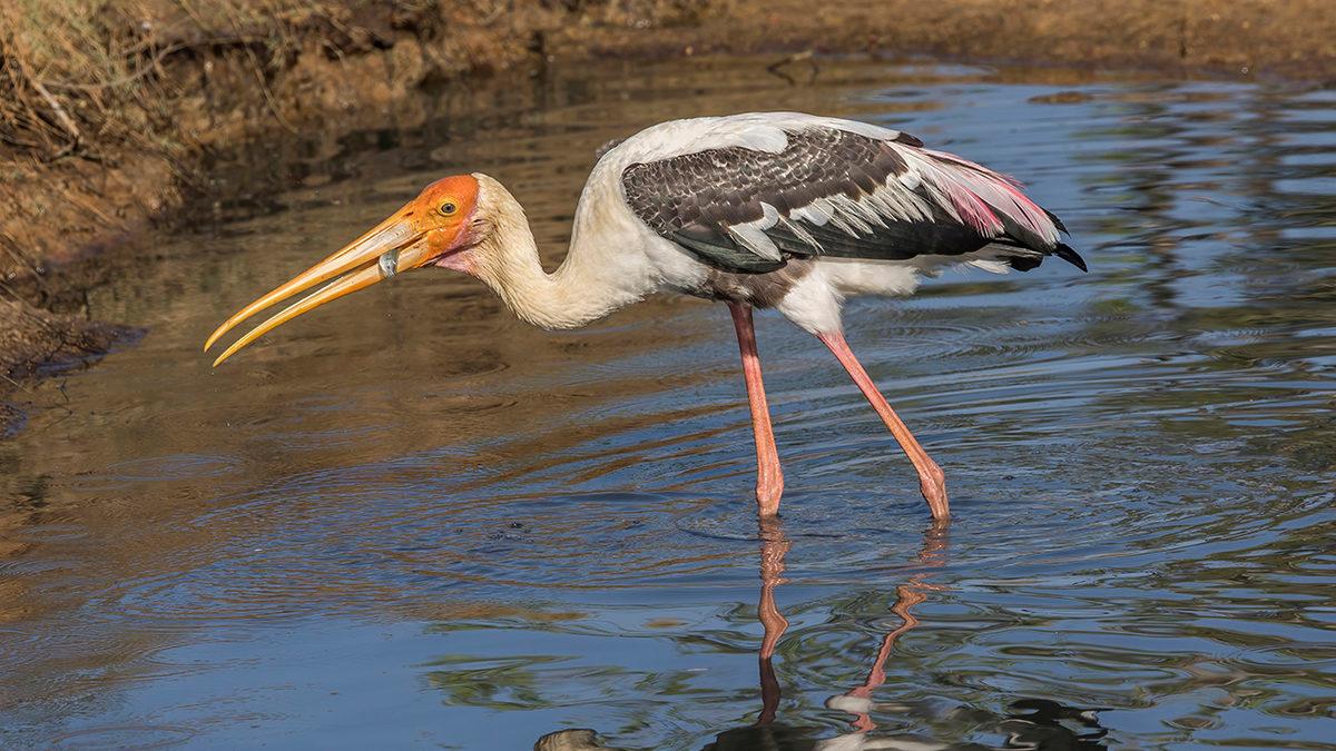 2023’te Nesli Tükenmek Üzereyken Koruma Altına Alıp Çoğaltabildiğimiz Canlı Türleri