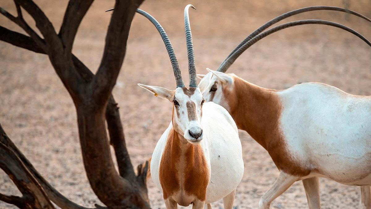 2023’te Nesli Tükenmek Üzereyken Koruma Altına Alıp Çoğaltabildiğimiz Canlı Türleri
