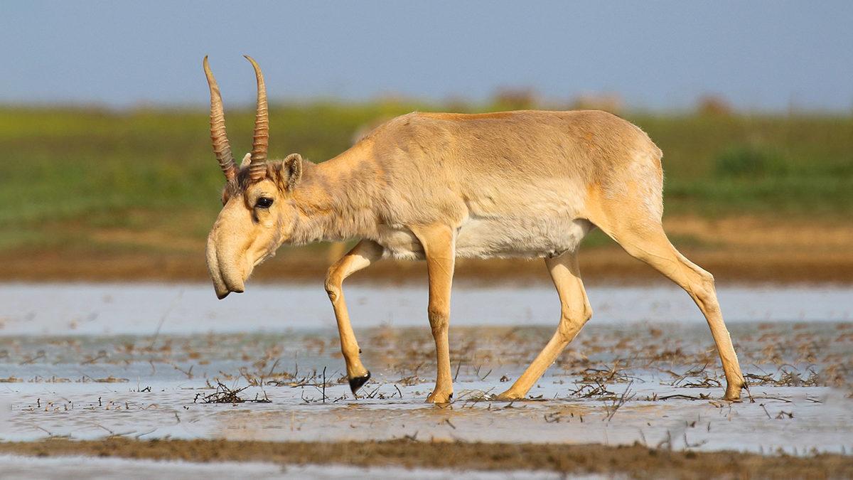 2023’te Nesli Tükenmek Üzereyken Koruma Altına Alıp Çoğaltabildiğimiz Canlı Türleri