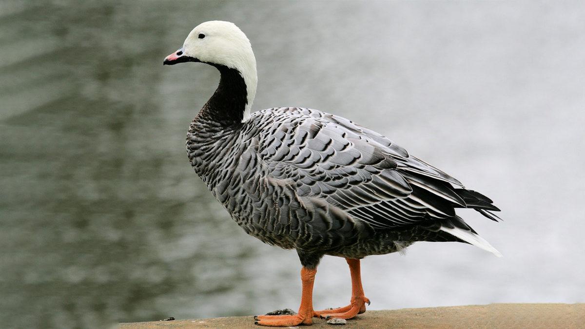 2023’te Nesli Tükenmek Üzereyken Koruma Altına Alıp Çoğaltabildiğimiz Canlı Türleri