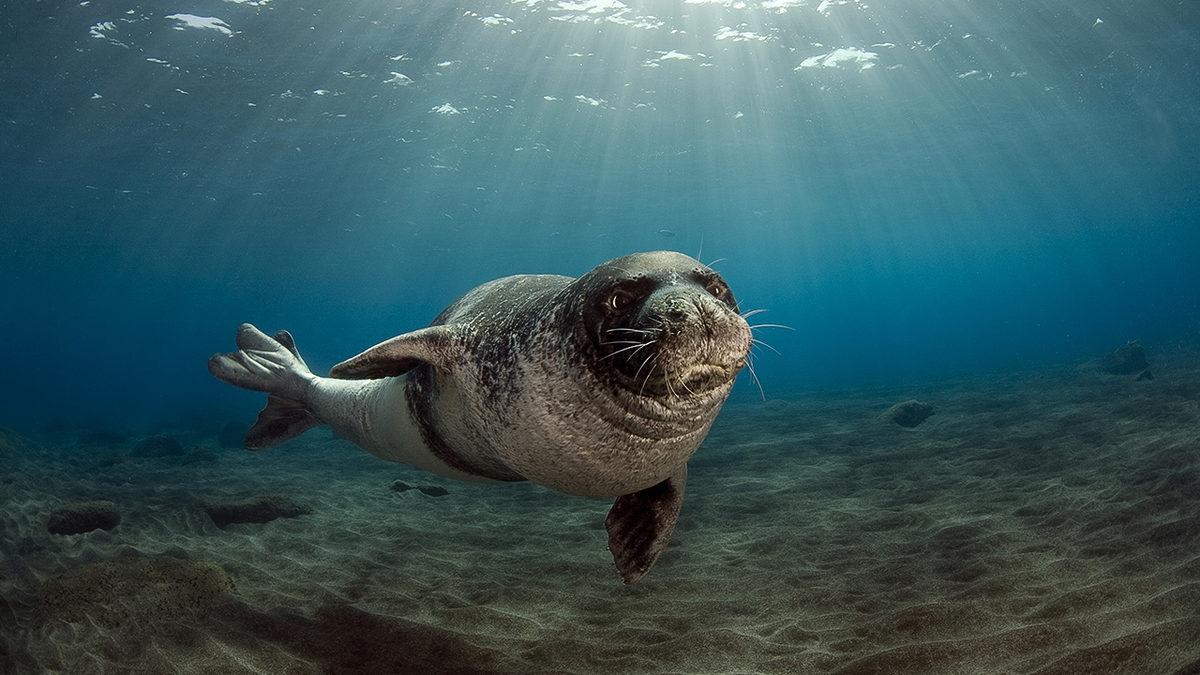 2023’te Nesli Tükenmek Üzereyken Koruma Altına Alıp Çoğaltabildiğimiz Canlı Türleri