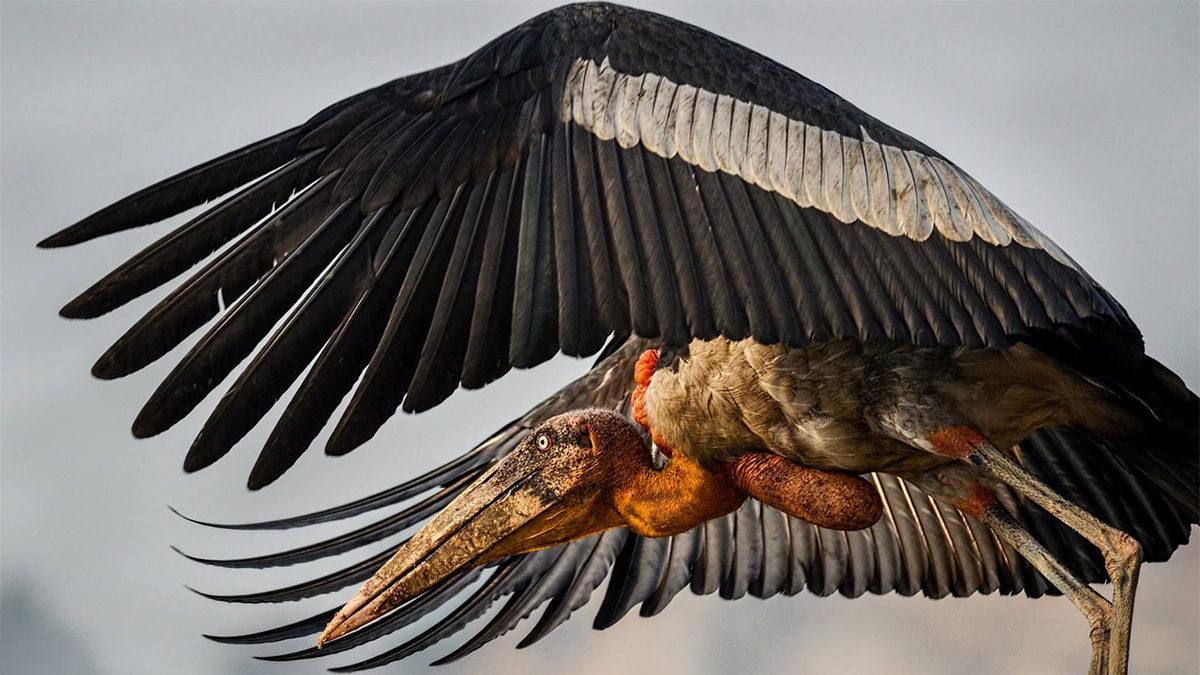 2023’te Nesli Tükenmek Üzereyken Koruma Altına Alıp Çoğaltabildiğimiz Canlı Türleri