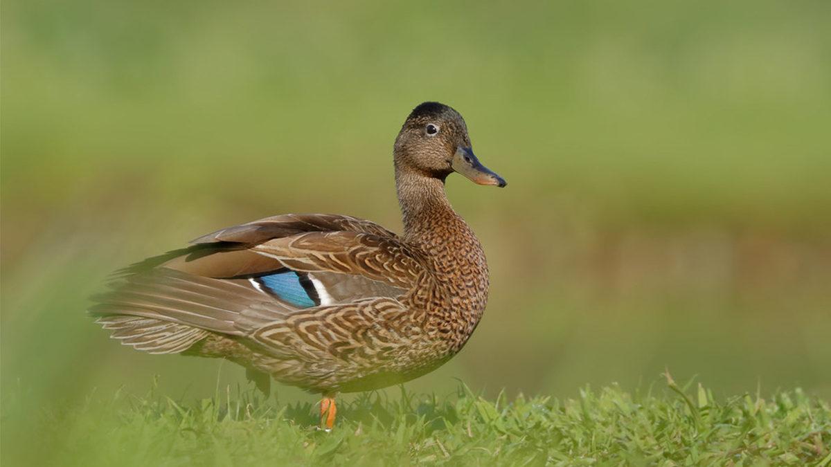 2023’te Nesli Tükenmek Üzereyken Koruma Altına Alıp Çoğaltabildiğimiz Canlı Türleri