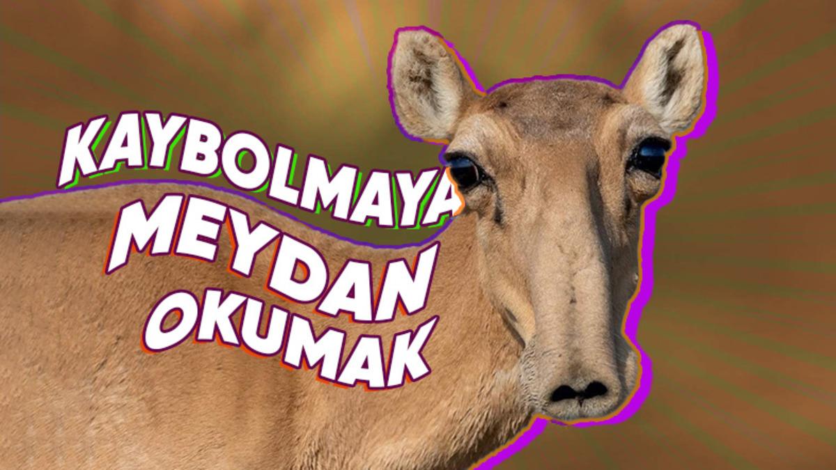 2023’te Nesli Tükenmek Üzereyken Koruma Altına Alıp Çoğaltabildiğimiz Canlı Türleri