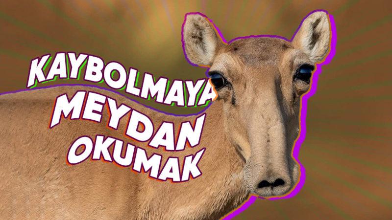 2023’te Nesli Tükenmek Üzereyken Koruma Altına Alıp Çoğaltabildiğimiz Canlı Türleri