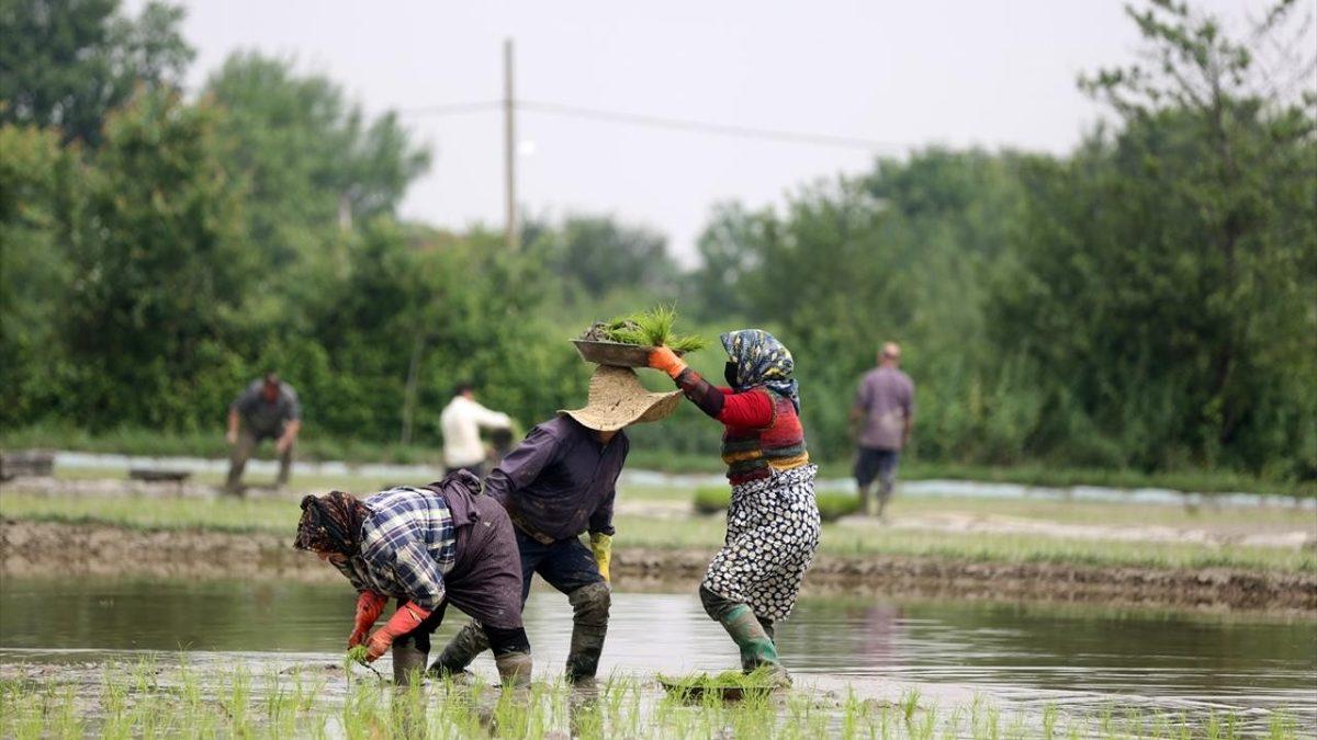 Torunlarımızın Sofralarında Olamayacak Gıdalar: Sadece Daha Sıcak Değil, Daha Tatsız Tuzsuz Bir Dünya Bizi Bekliyor!