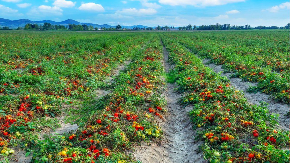 Torunlarımızın Sofralarında Olamayacak Gıdalar: Sadece Daha Sıcak Değil, Daha Tatsız Tuzsuz Bir Dünya Bizi Bekliyor!