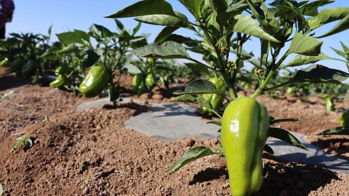 Torunlarımızın Sofralarında Olamayacak Gıdalar: Sadece Daha Sıcak Değil, Daha Tatsız Tuzsuz Bir Dünya Bizi Bekliyor!