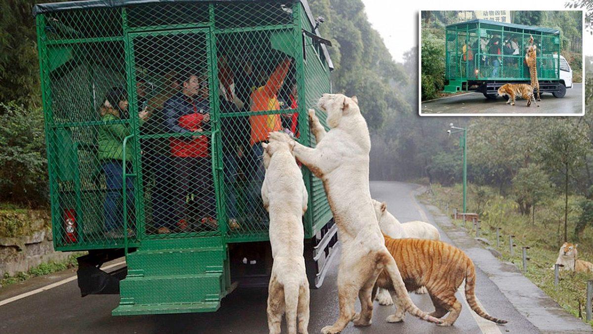 Kafeslerde Hayvanların Değil İnsanların Olduğu Bu Hayvanat Bahçesini Görünce 