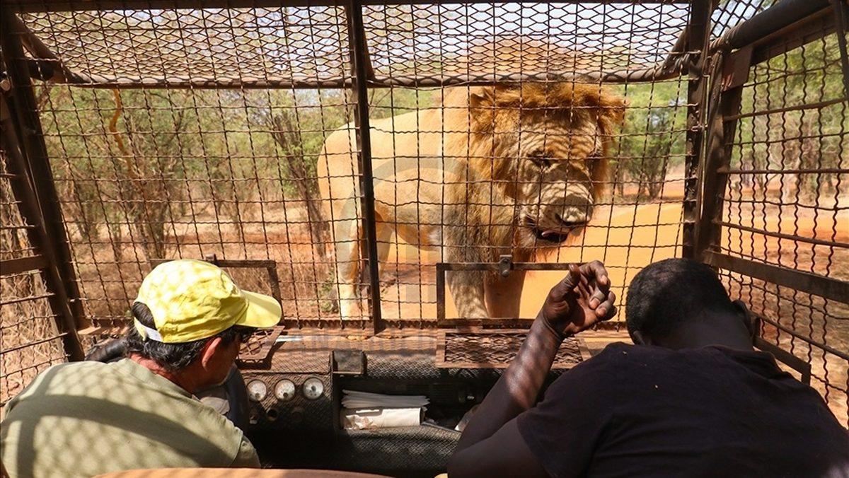Kafeslerde Hayvanların Değil İnsanların Olduğu Bu Hayvanat Bahçesini Görünce 