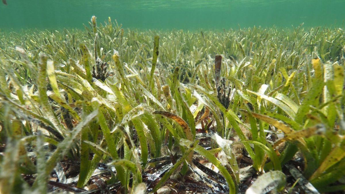 Ne Balina Ne de Dinozor: Dünyanın En Büyük Canlısı, Denizin Altında Yaşıyor ve 4.500 Yaşında!