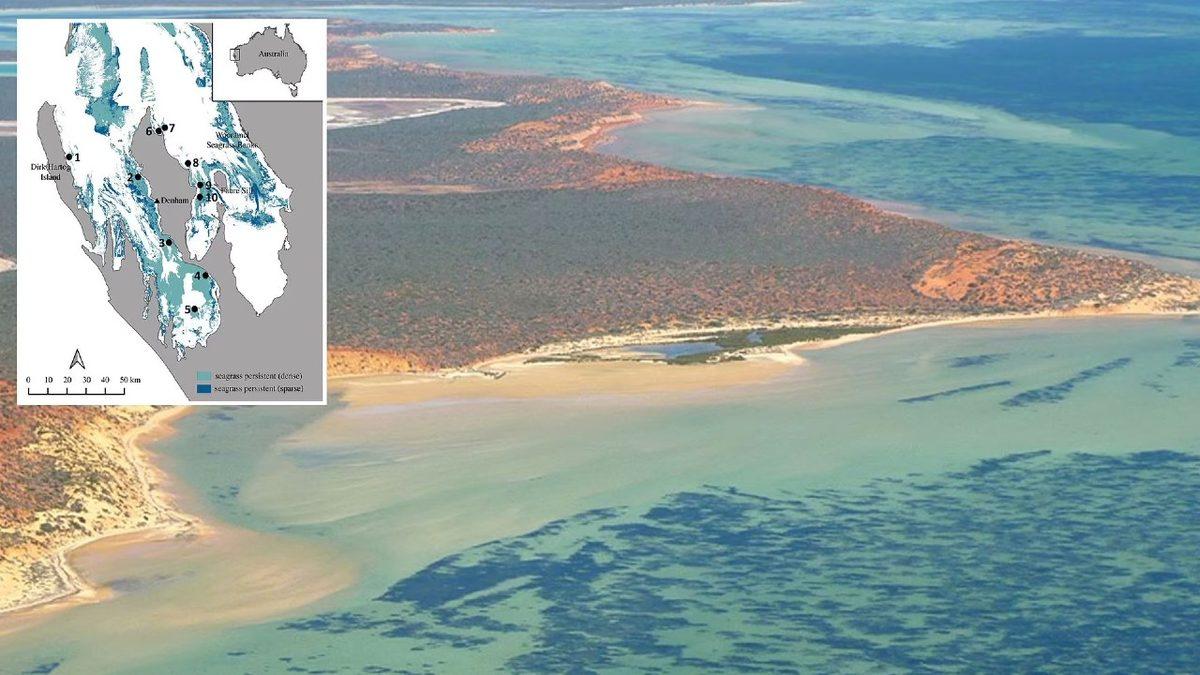 Ne Balina Ne de Dinozor: Dünyanın En Büyük Canlısı, Denizin Altında Yaşıyor ve 4.500 Yaşında!