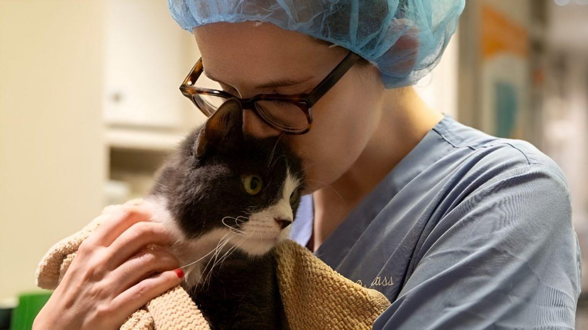 Diğer Mesleklere Kıyasla ’Veterinerlerin’ İntihar Oranı Oldukça Yüksek: Peki Ardındaki Sebep Ne?