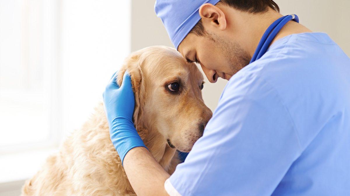 Diğer Mesleklere Kıyasla ’Veterinerlerin’ İntihar Oranı Oldukça Yüksek: Peki Ardındaki Sebep Ne?