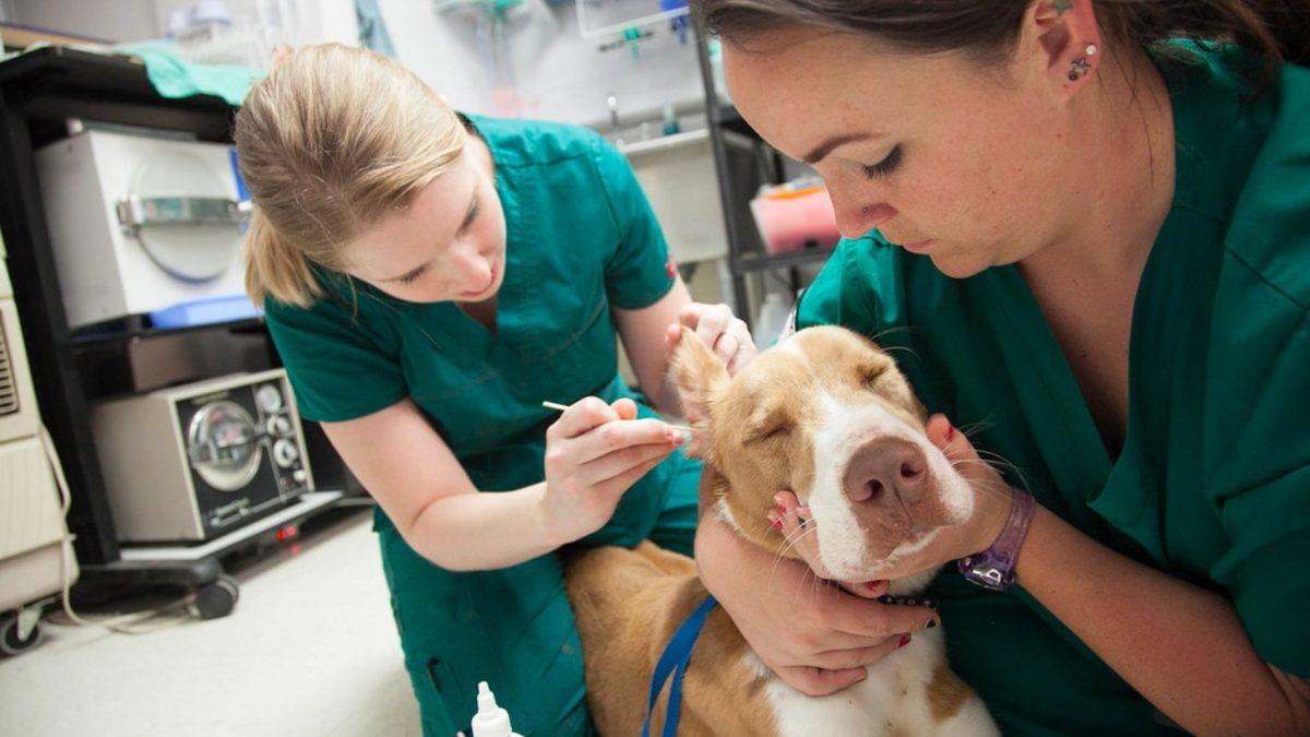 Diğer Mesleklere Kıyasla ’Veterinerlerin’ İntihar Oranı Oldukça Yüksek: Peki Ardındaki Sebep Ne?