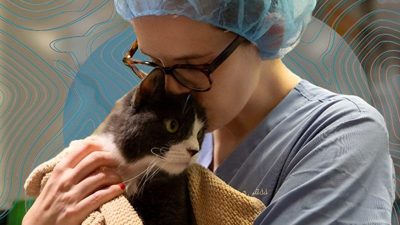 Diğer Mesleklere Kıyasla ’Veterinerlerin’ İntihar Oranı Oldukça Yüksek: Peki Ardındaki Sebep Ne?