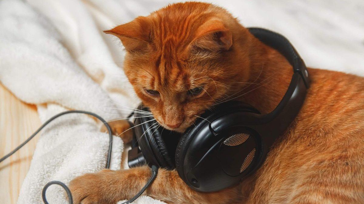 Viral Olan Kedi, Akıllarda Şu Soruyu Doğurdu: Müzik, Gerçekten de Kedileri Sakinleştiriyor mu?