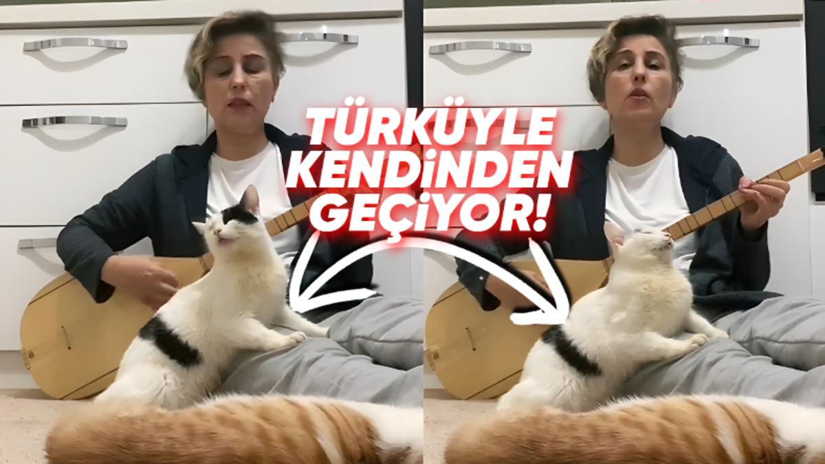 Viral Olan Kedi, Akıllarda Şu Soruyu Doğurdu: Müzik, Gerçekten de Kedileri Sakinleştiriyor mu?