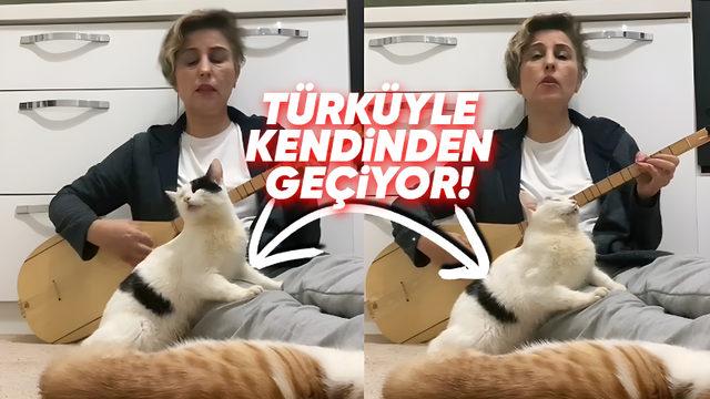 Viral Olan Kedi, Akıllarda Şu Soruyu Doğurdu: Müzik, Gerçekten de Kedileri Sakinleştiriyor mu?