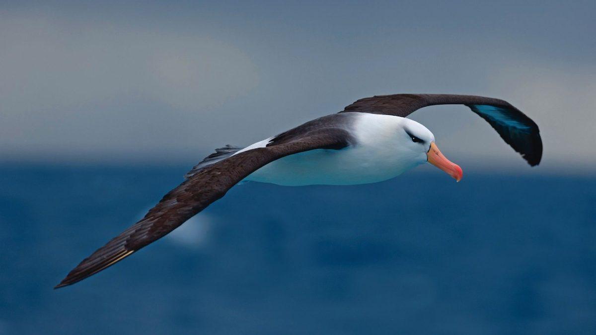 Bir Efsaneden Fırlayıp Gelmiş Gibi Duran Albatros Kuşlarının Okudukça Hayran Kalacağınız Özellikleri