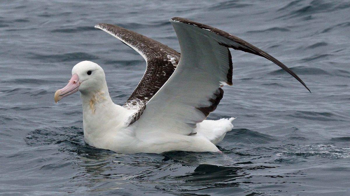 Bir Efsaneden Fırlayıp Gelmiş Gibi Duran Albatros Kuşlarının Okudukça Hayran Kalacağınız Özellikleri