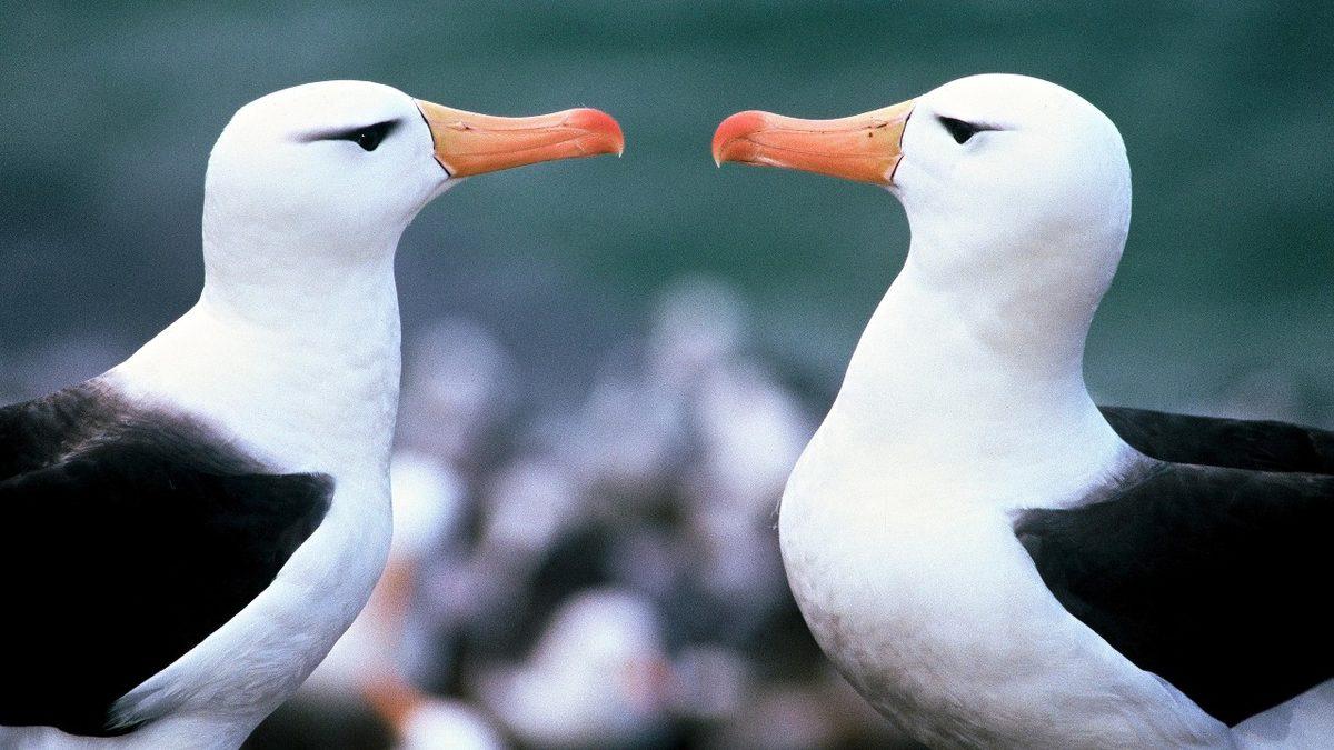 Bir Efsaneden Fırlayıp Gelmiş Gibi Duran Albatros Kuşlarının Okudukça Hayran Kalacağınız Özellikleri
