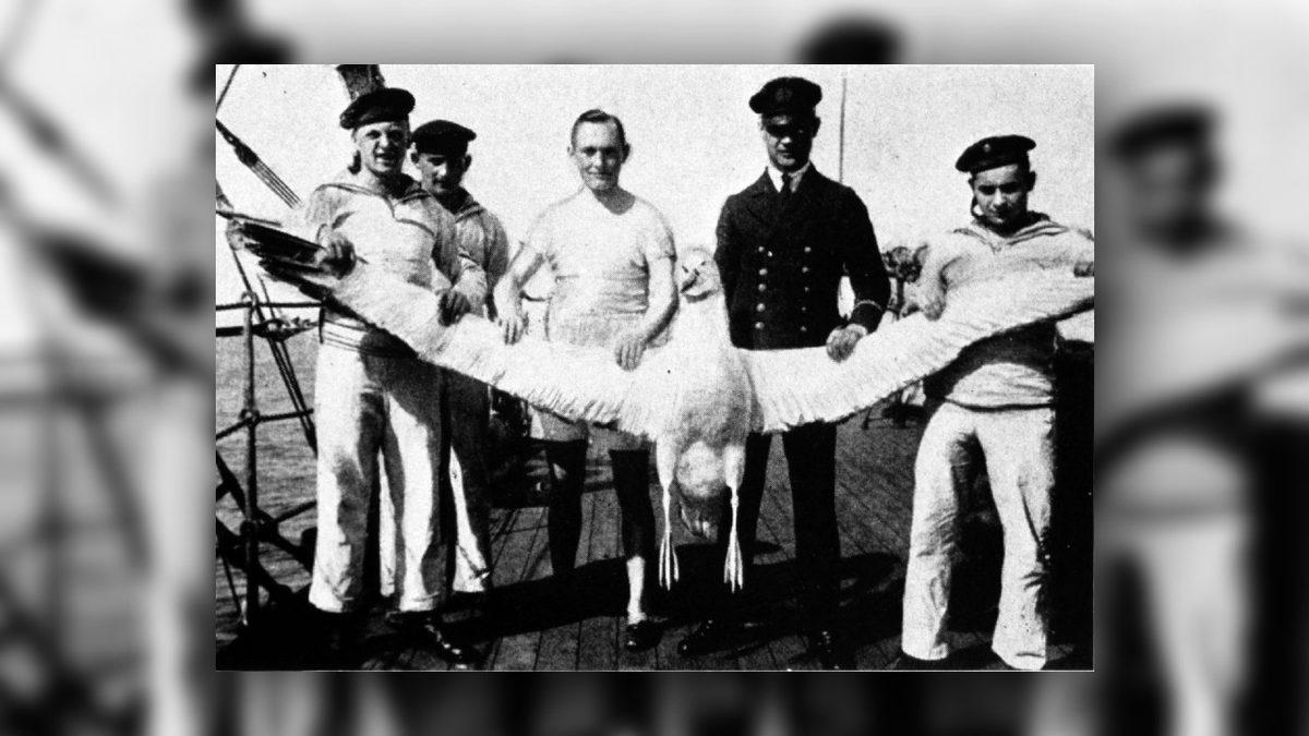 Bir Efsaneden Fırlayıp Gelmiş Gibi Duran Albatros Kuşlarının Okudukça Hayran Kalacağınız Özellikleri