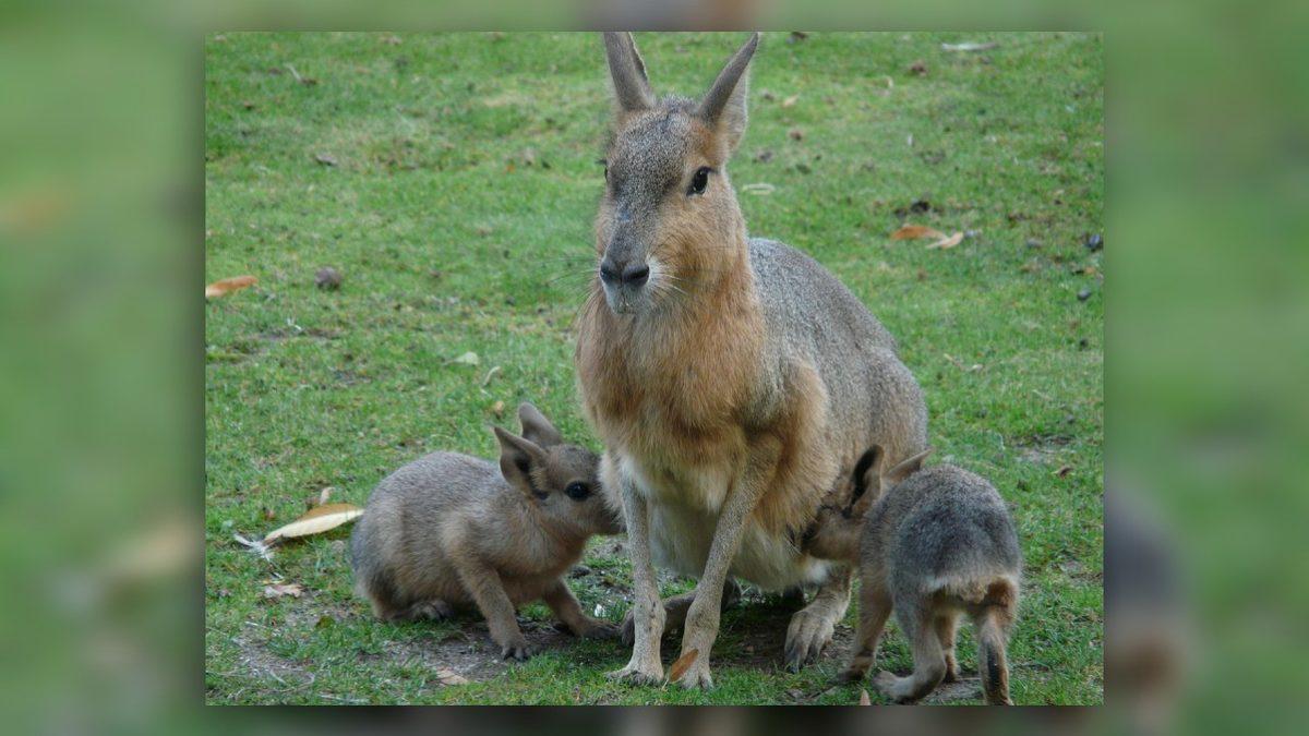 “İnek Sütü” Diye İçtiğimiz Sıvının Aslında Tam Anlamıyla 