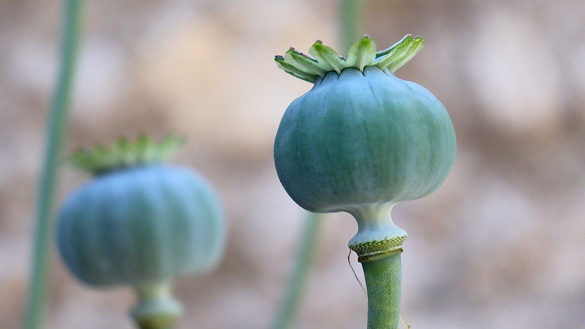 Eroin Eskiden Türkiye’de Devlet Tarafından Yasal Olarak Üretilip Satılırken Ne Oldu da Birden Yasaklandı?