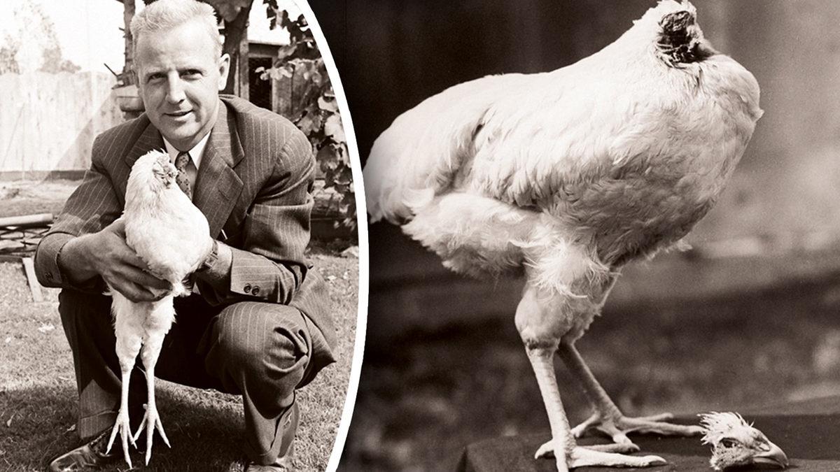 Kafası Kesilen Bir İnsan Birkaç Saniyeliğine de Olsa Etrafta Olup Bitenlerin Farkına Varabilir mi?