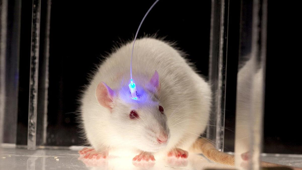 Kafası Kesilen Bir İnsan Birkaç Saniyeliğine de Olsa Etrafta Olup Bitenlerin Farkına Varabilir mi?