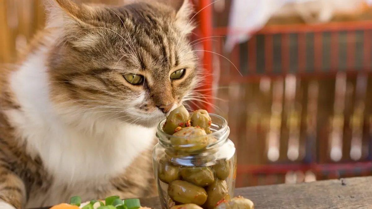 Kediler Etçil Olmalarına Rağmen Zeytine Neden Deli Oluyorlar? (Bir Gün de Tuhaf Davranmayın be...)