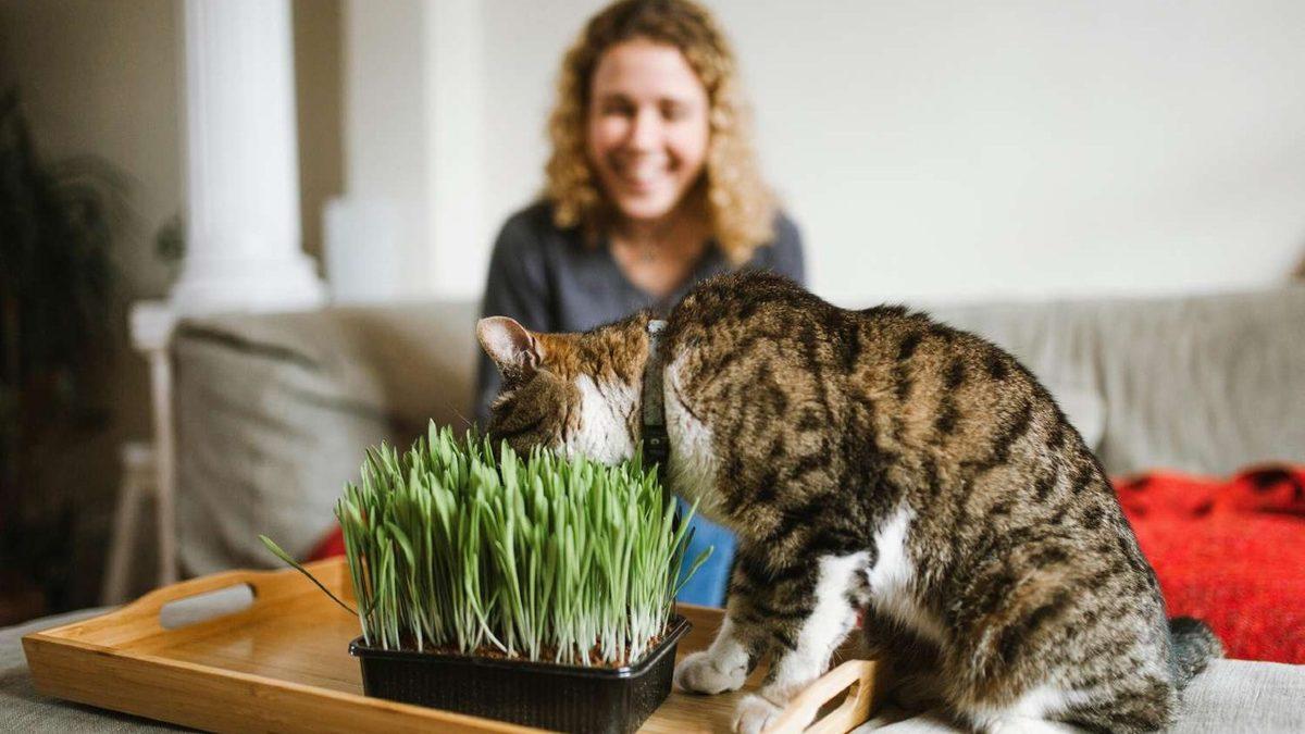 Kediler Etçil Olmalarına Rağmen Zeytine Neden Deli Oluyorlar? (Bir Gün de Tuhaf Davranmayın be...)