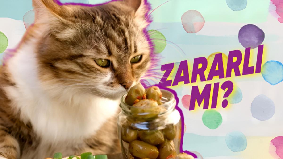 Kediler Etçil Olmalarına Rağmen Zeytine Neden Deli Oluyorlar? (Bir Gün de Tuhaf Davranmayın be...)